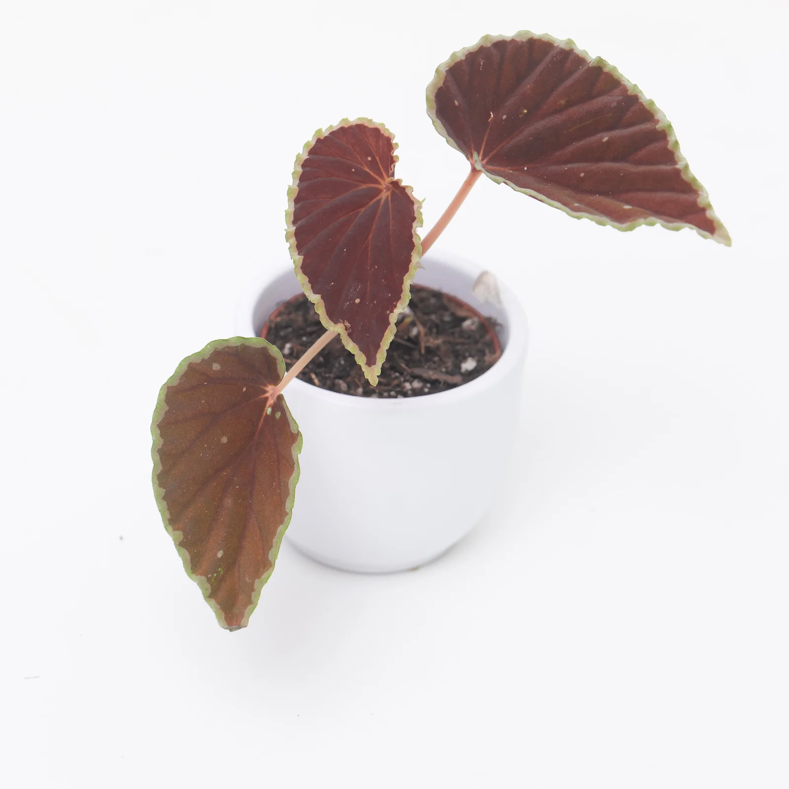 Houseplant Sale & Offers