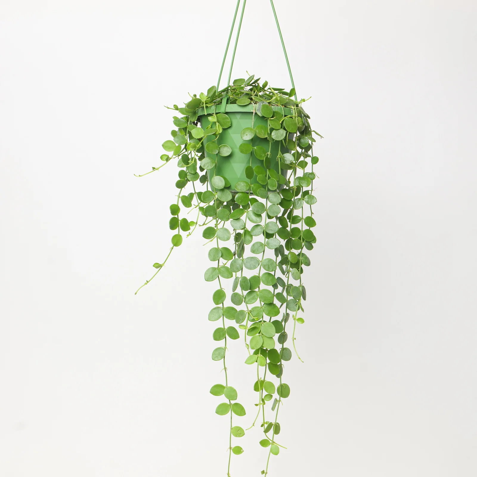 Best Selling Houseplants